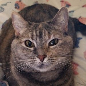 Meet your Posher, Posh